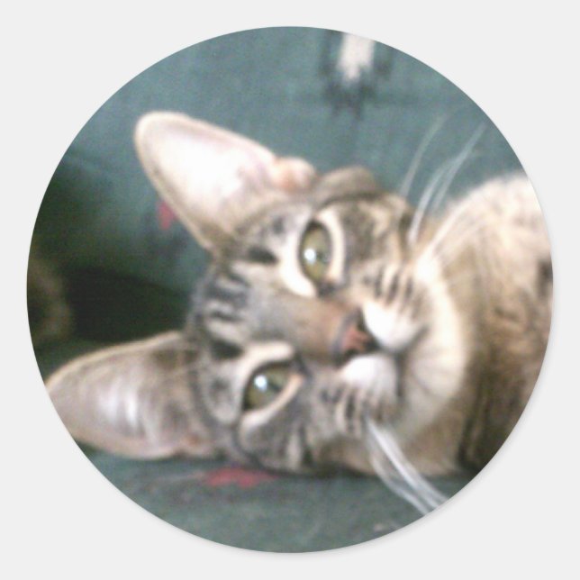 Stickers Tiger Stripe Kitten (Devant)