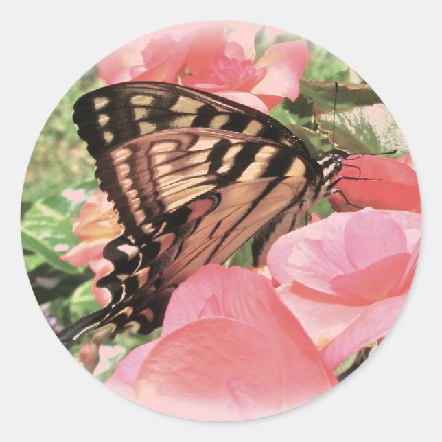 Stickers Tiger Swallowtail (Devant)