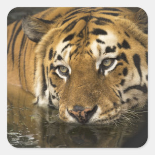 stickers tigre
