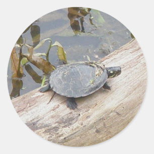 Stickers Tortue Peinte Bébé