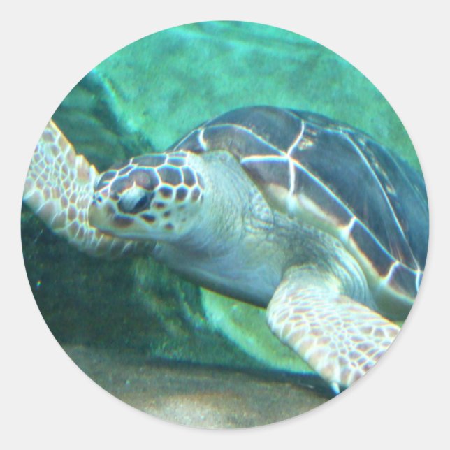 Stickers Tortue verte (Devant)