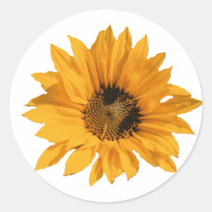 Stickers Tournesol