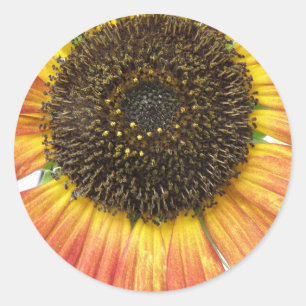 Stickers Tournesol orange