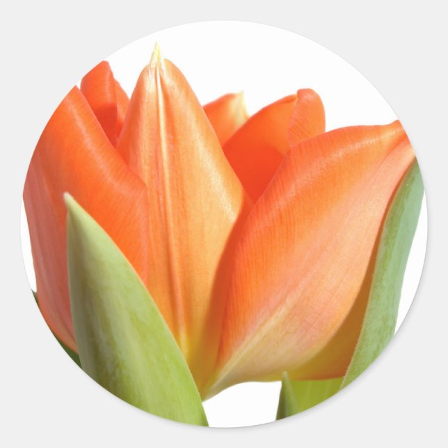Stickers Tulip (Devant)