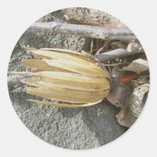 Stickers Tulip Poplar