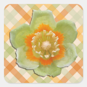 Stickers - Tulipe peuplier Tulipe sur les chèques