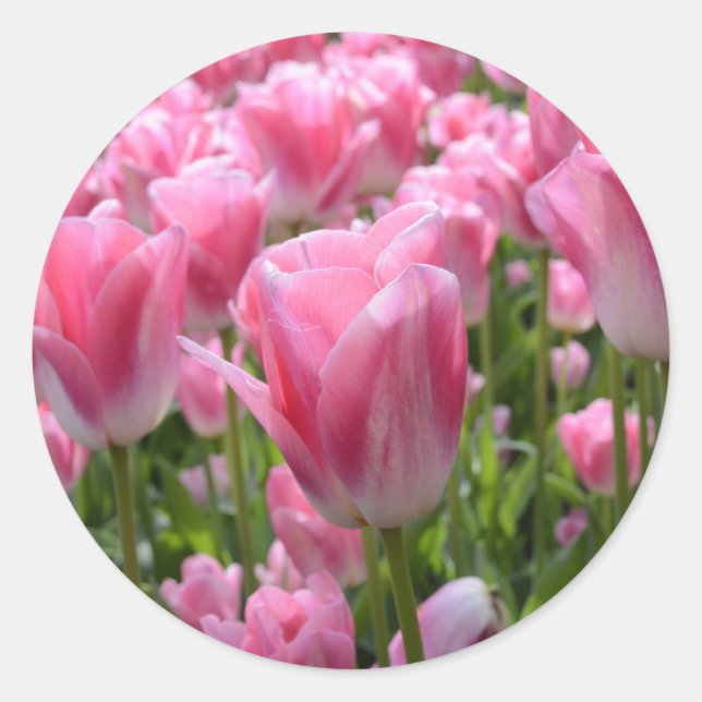 Stickers Tulipe rose (Devant)