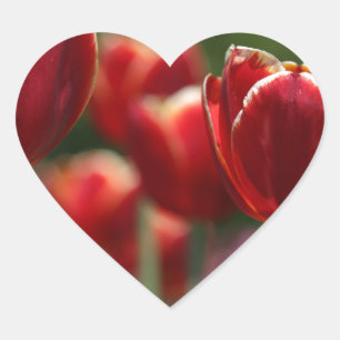 stickers tulipe rouge