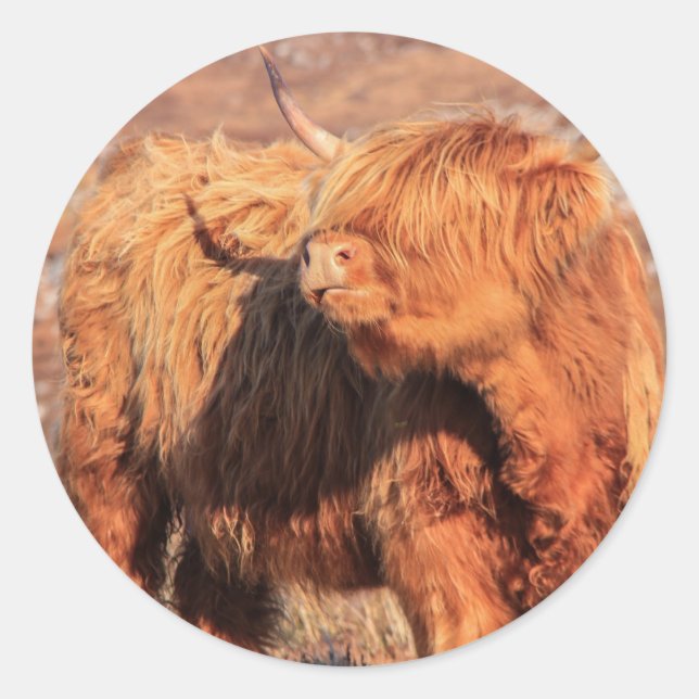 Stickers Vache Highland (Devant)