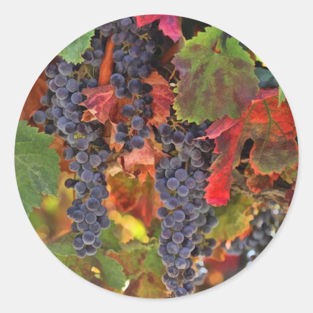 Stickers Vignobles de moisson (Devant)