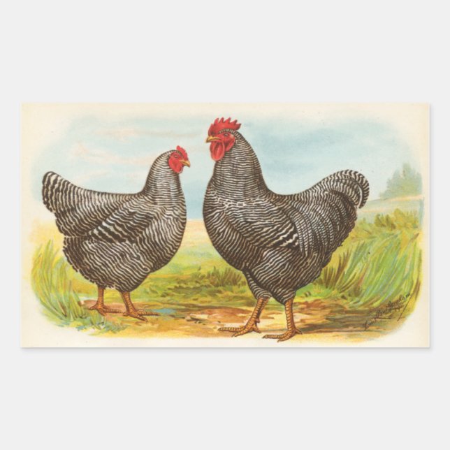 Stickers vintage Barres Plymouth Rock (Devant)