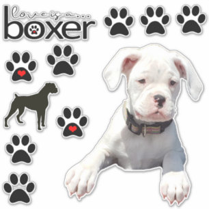 Stickers voiture chien de boxe blanche amusant
