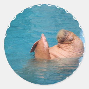 Stickers Walrus