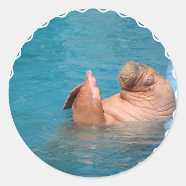 Stickers Walrus (Devant)