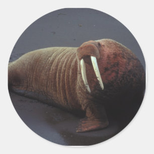 Stickers Walrus