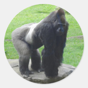Stickers Western Lowland Gorilla #1