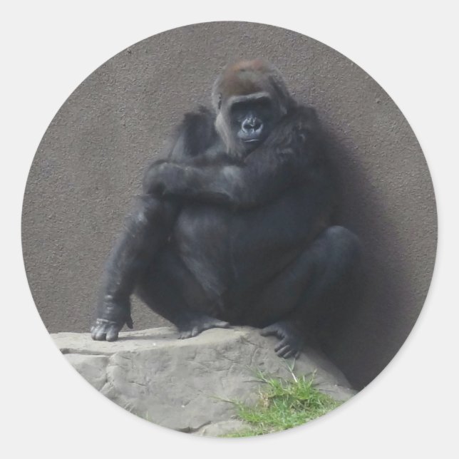 Stickers Western Lowland Gorilla #2 (Devant)
