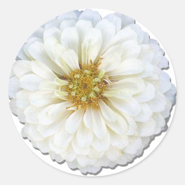 Stickers - White Zinnia (Front)