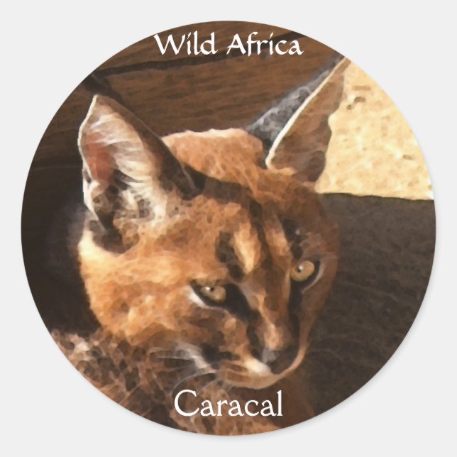 Stickers WildCat CARACAL AFRICAIN (Devant)