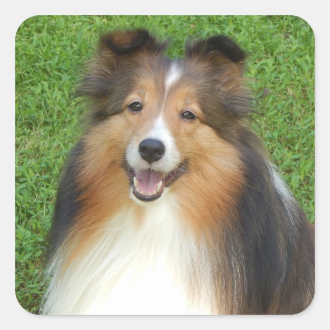 stickers with smiling sheltie (Front)