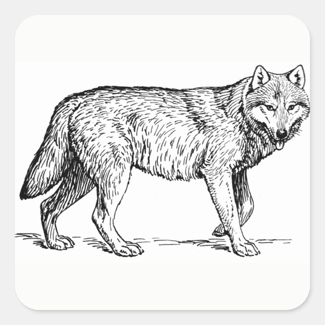 Stickers Wolf (Devant)