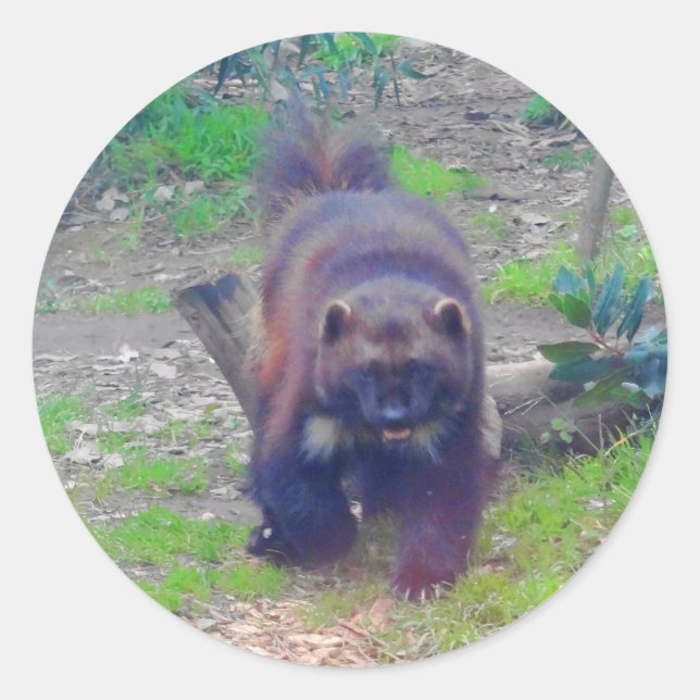 Stickers Wolverine #1 (Devant)