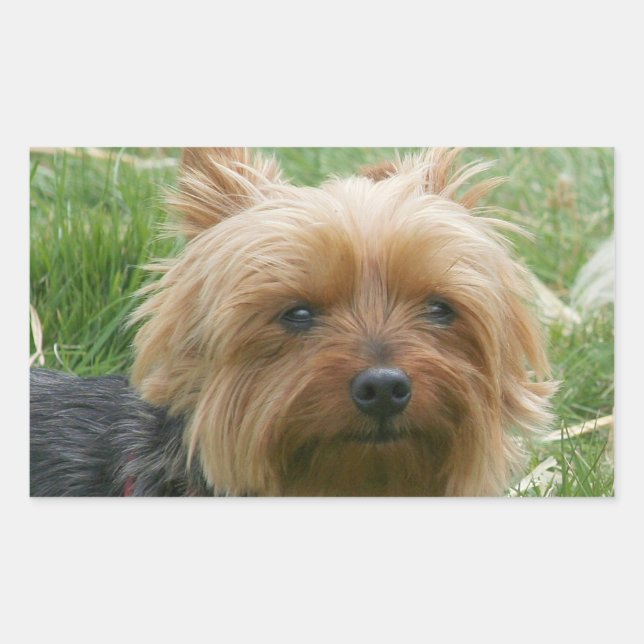 Stickers Yorkshire Terrier (Devant)