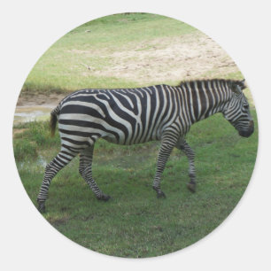 Stickers Zebra