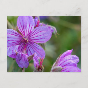 Sticky geranium wildflowers postcard