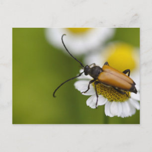 Stictoleptura rubra postcard