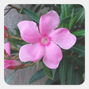 Stikers ( 20) pieces square square sticker