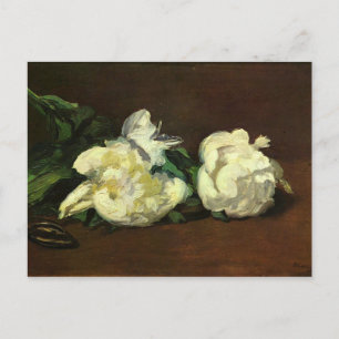 Still life, White Peony by Edouard Manet Postcard