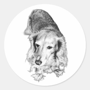 Still & Seen – Long-Haired Dachshund Classic Round Sticker