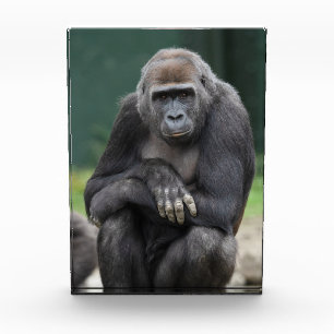 Stillness and Strength Gorilla Youngster Photo Block