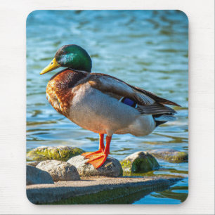 Stillness on the Shore (Mallard) Mouse Pad