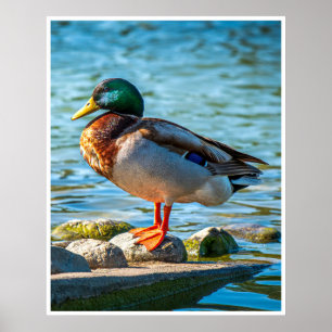 Stillness on the Shore (Mallard) Poster