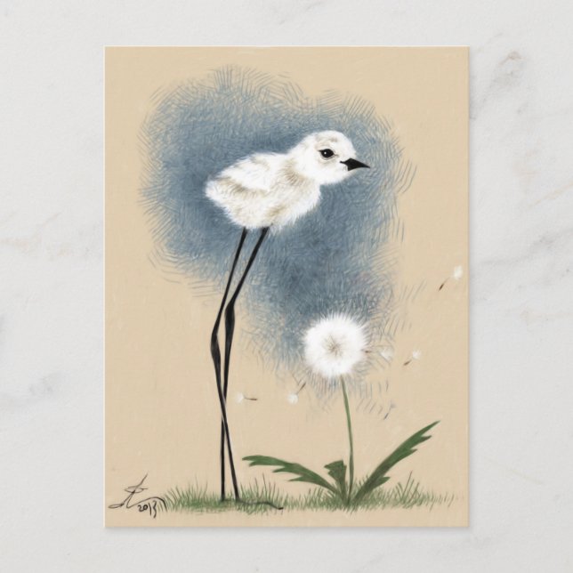 Stilted Snowy Plover Postcard (Front)