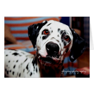 sting, glorydaysphotography