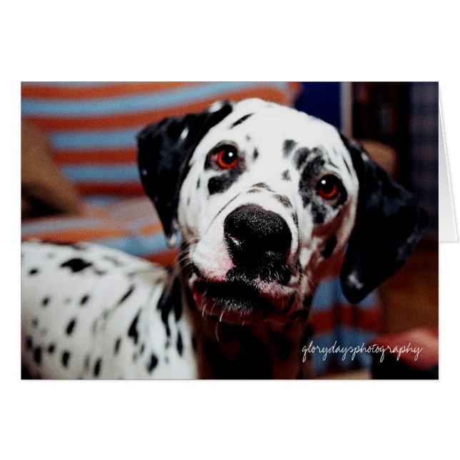 sting, glorydaysphotography (Front Horizontal)