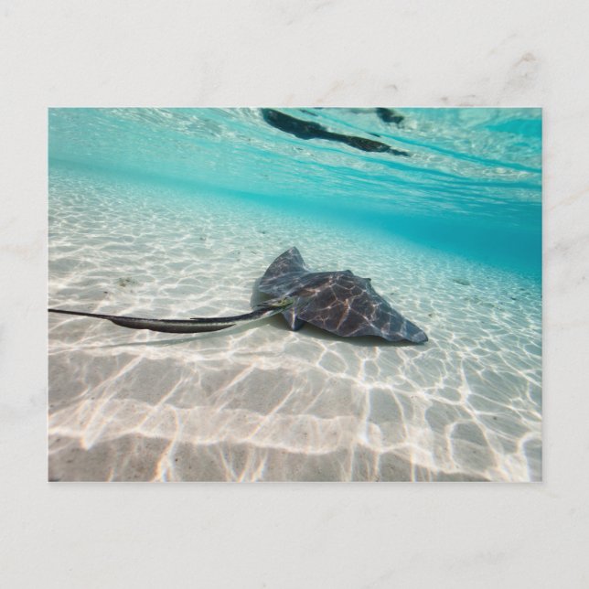 Sting ray postcard (Front)