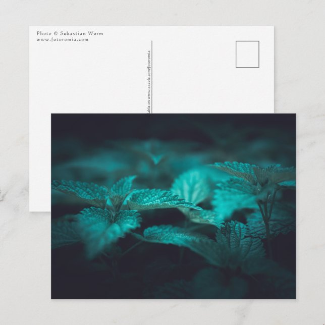 Stinging Nettle Nature Photo Postcard (Front/Back)