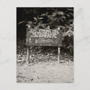 Stinging tree warning sign postcard