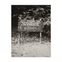 Stinging tree warning sign