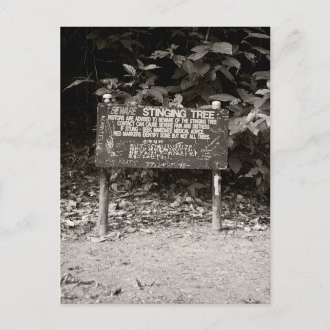 Stinging tree warning sign postcard (Front)