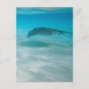 Stingray Cruising the Caribbean Postcard