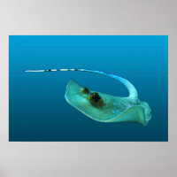 Stingray in motion! Gradient blue background |