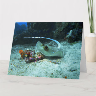 Stingray in move - Photo taken at Coral Triangle   Card