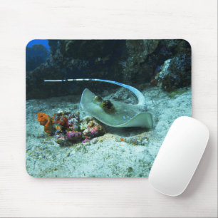 Stingray in move - Photo taken at Coral Triangle Mouse Pad