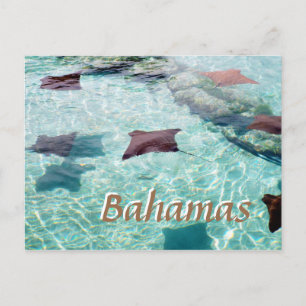 Stingray Postcard