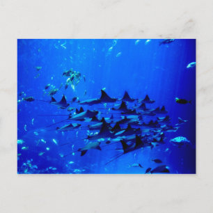 Stingray postcard